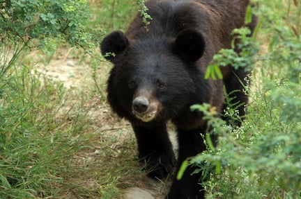 Rani the female Asiatic black bear