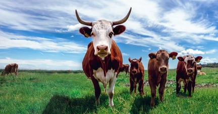 Cows, Farm