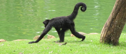 Macaco-aranha-da-cara-preta andando