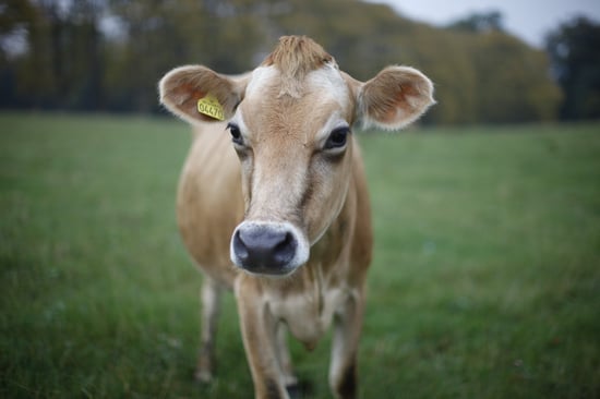 Calf free range in field