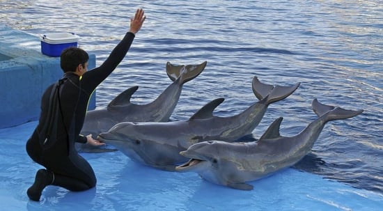 Dolphin show