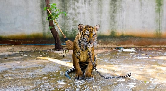 Tiger chained to the ground