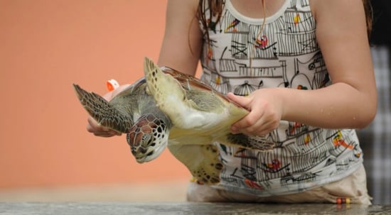 Holding a turtle