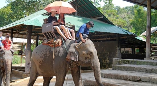 Elephant rides