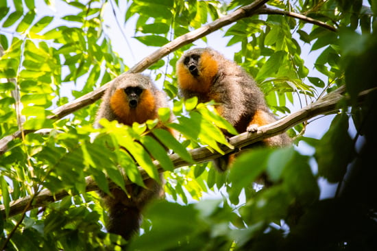 Dois exemplares do macaco zogue-zogue do Mato Grosso na copa de uma árvore