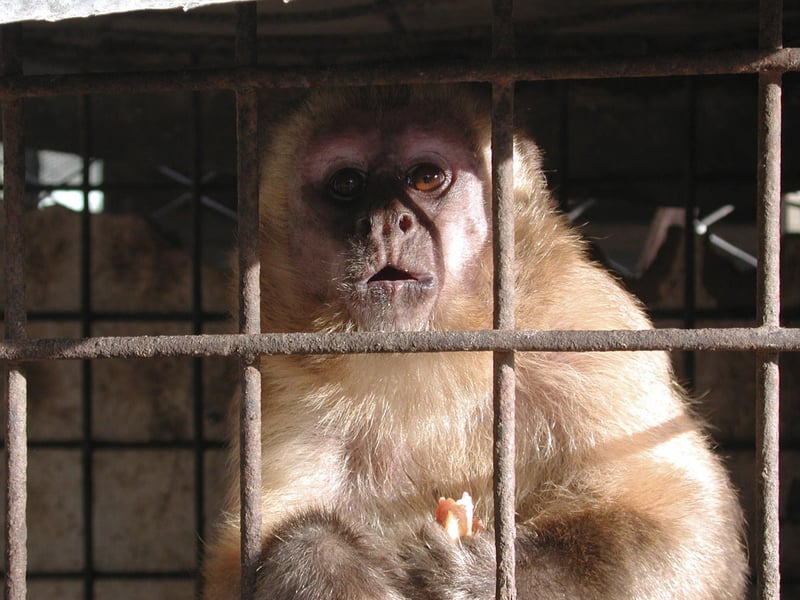 Macaco preso, dentro de uma gaiola, olhando para frente.