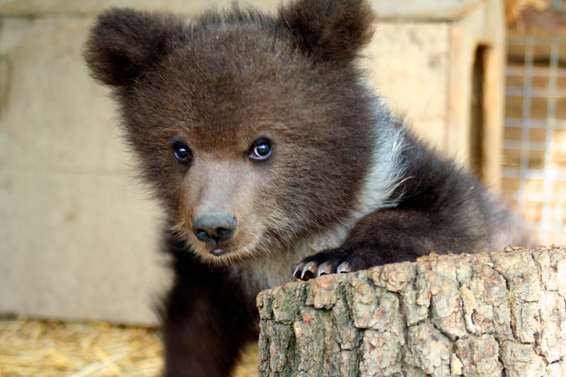 Autoridade local põe fim na indústria turística de bílis de urso no Vietnã