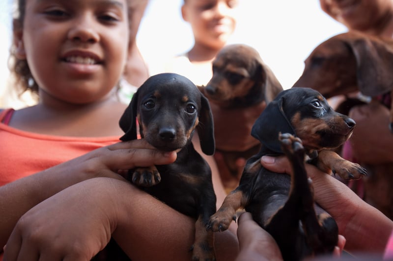 Eleições 2014: Veja dicas para votar pelos animais