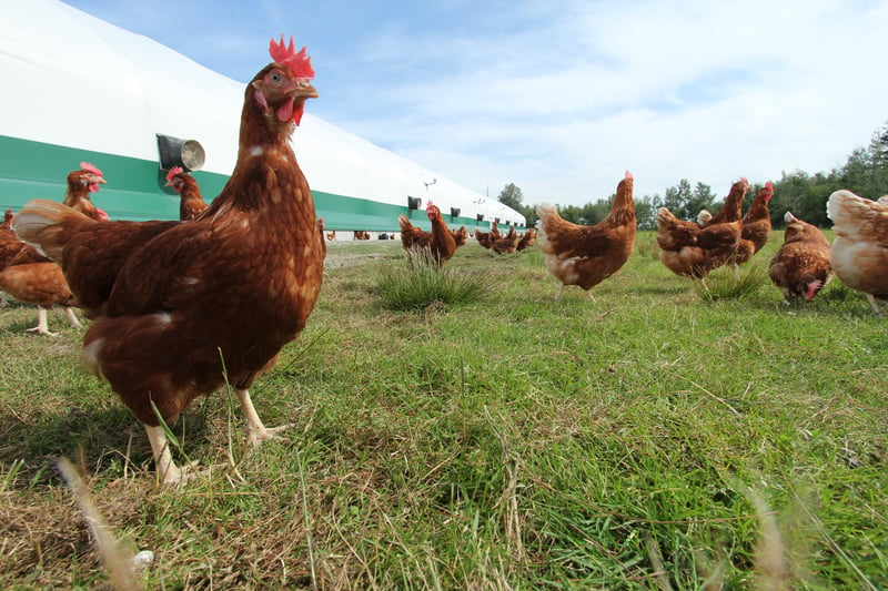 WSPA e Nestlé formam parceria para mudar a vida dos animais