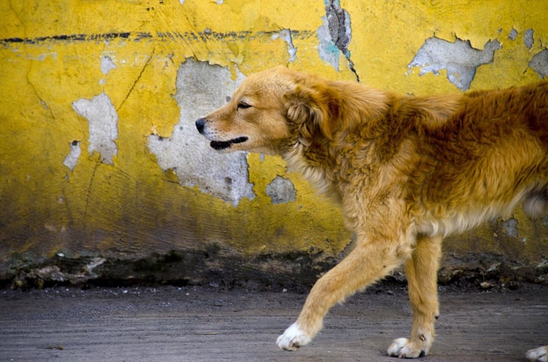 En gatuhund i Puebla