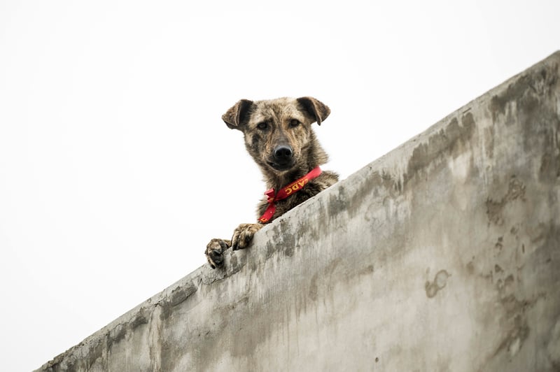 Eleições 2014: Conheça candidatos engajados na causa de bem-estar animal