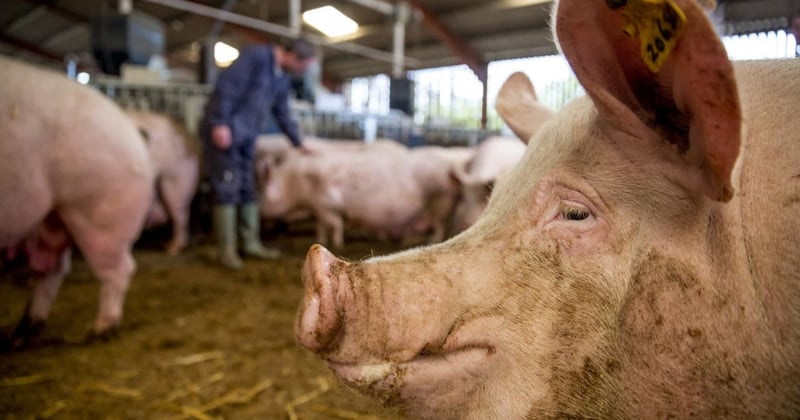 Mother pigs in group housing