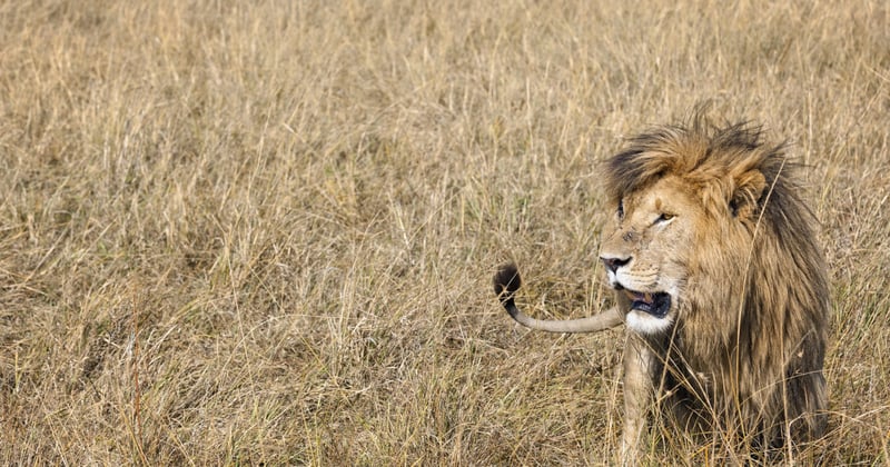 Indústria do turismo está matando os leões