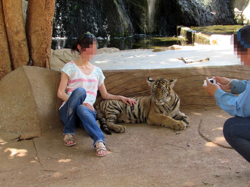 pessoa posando para foto ao lado de um tigre
