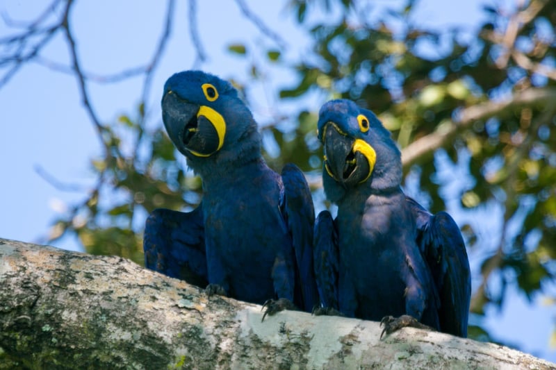 Araras-azul em árvore, na natureza