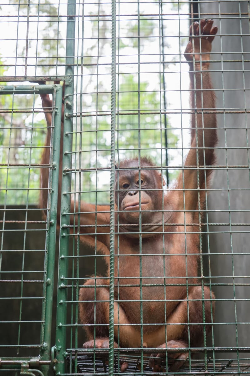 orangutans