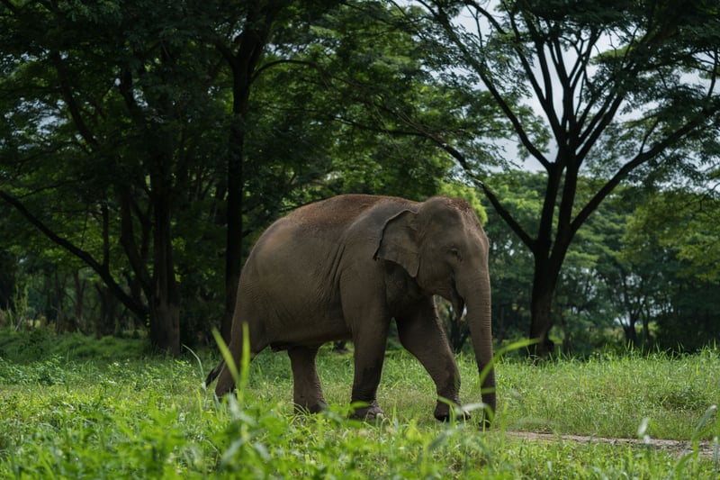 Elephants roam inside the park at Happy Elephant Valley - now ChangChill. Credit: Thomas Cristofoletti / World Animal Protection