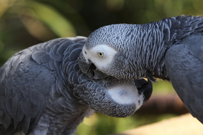 African Grey Parrot