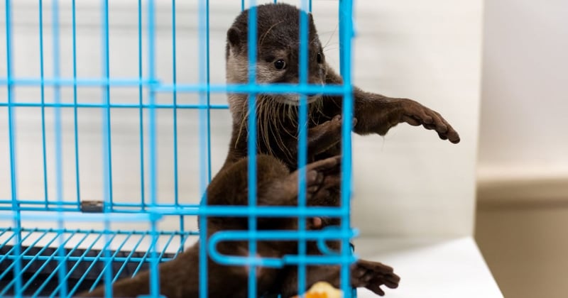 Why you shouldn’t share that cute pet otter video