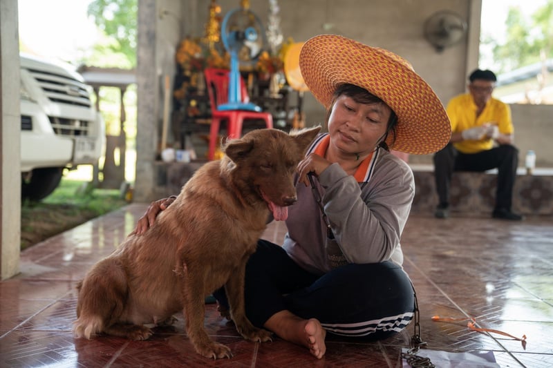 Dogs in Sisaket, Thailand