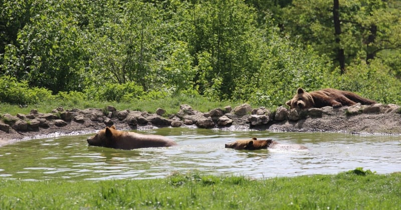 How animals keep cool in the heat