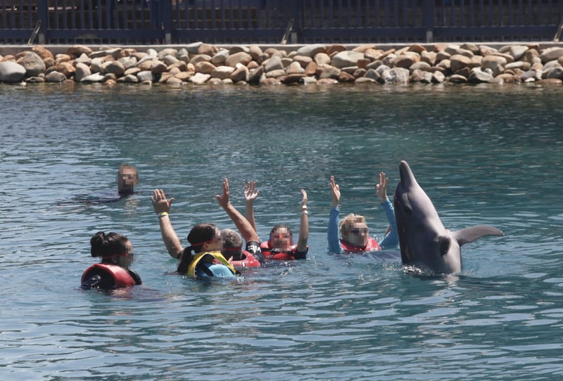 Dolphin in captivity - World Animal Protection - Wildlife. Not entertainers