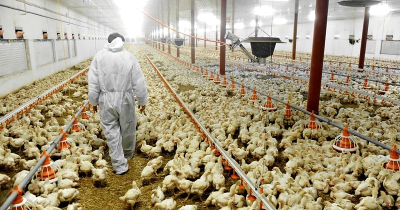 trabalhador em meio a frangos, em uma granja