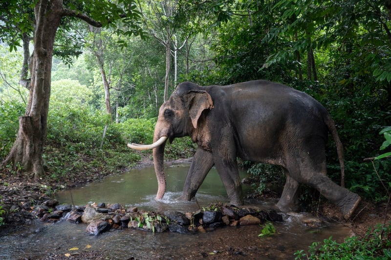 Elefante andando na natureza, passando por um trecho com água