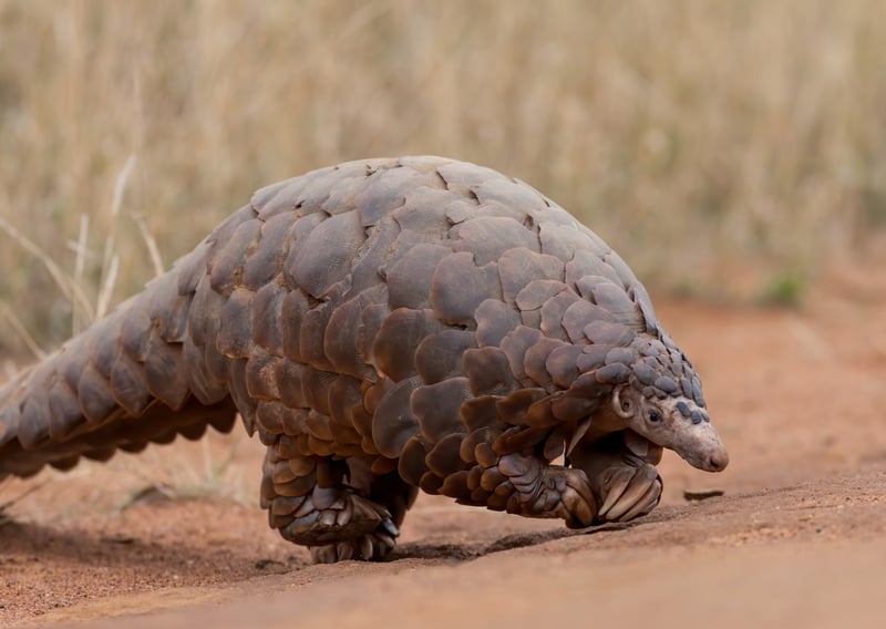 A ground Pangolin at Madikwe Game Reserve in South Africa. Photo: David Brossard