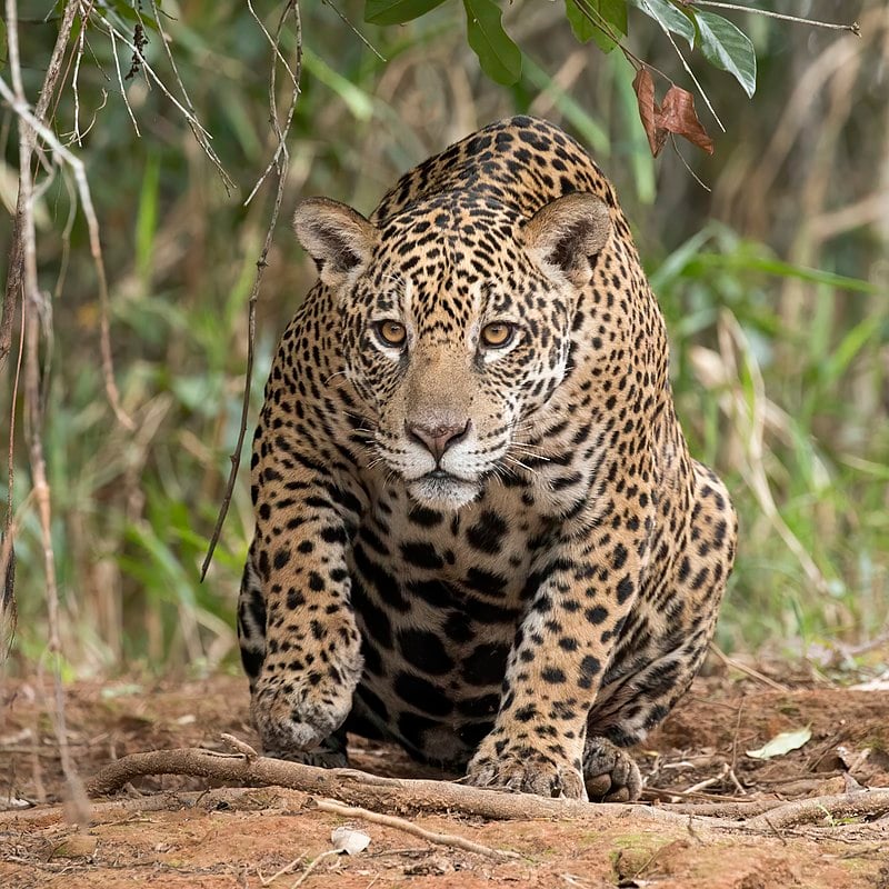 Onça-pintada no meio da natureza, olhando atentamente para frente