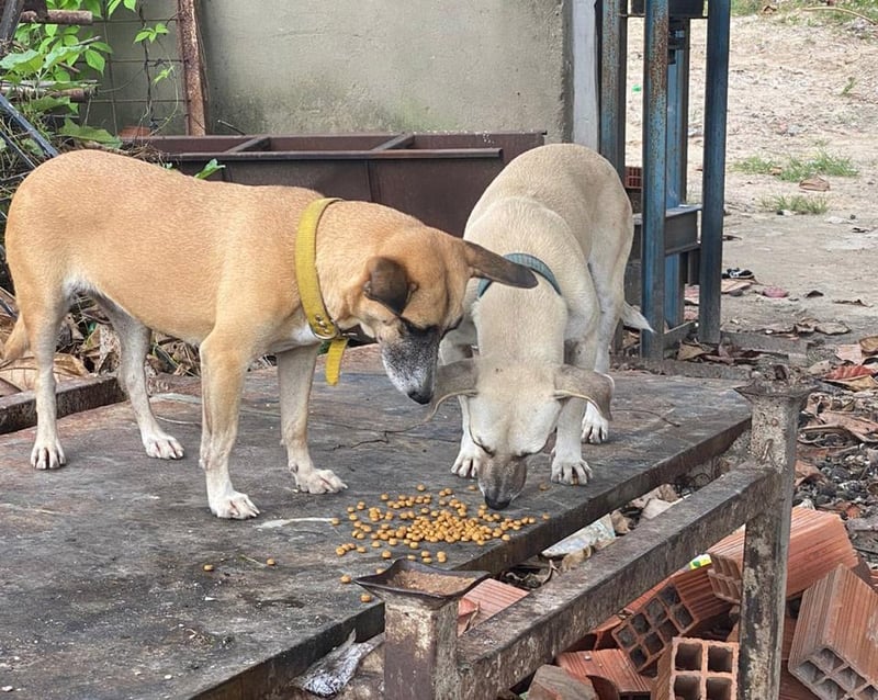 Hundar får hjälp under Corona