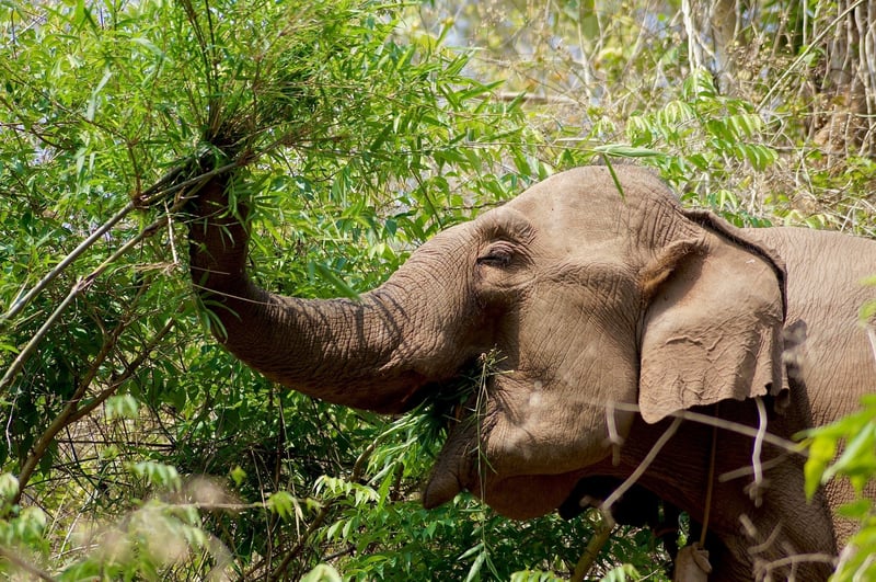 Elefante em meio à natureza, comendo arbustos.