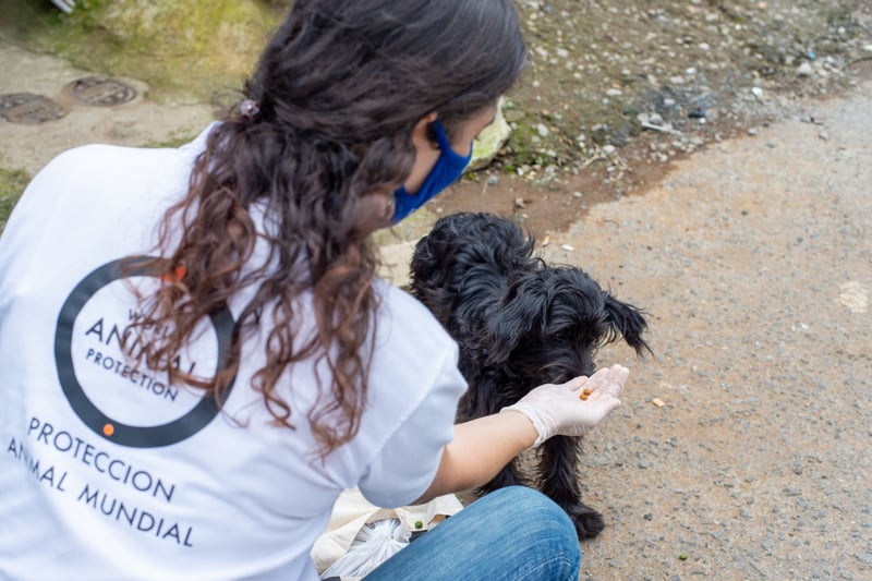 Melania Gamboa, nossa gerente de programas, alimentando cão de rua na Costa Rica