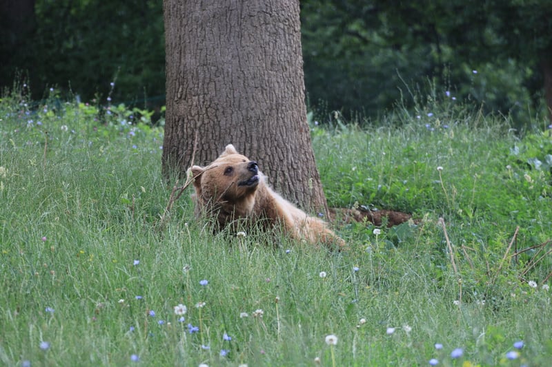Ursa marrom, chamada Tanya, deitada embaixo de uma árvore, na grama, no santuário Libearty