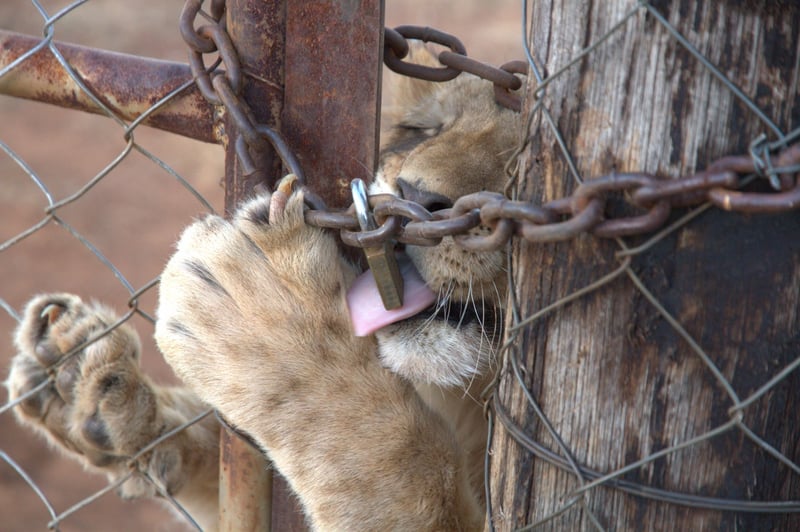 Filhote de leão em pé, atrás de uma porta com grades, corrente e cadeado, lambendo o cadeado