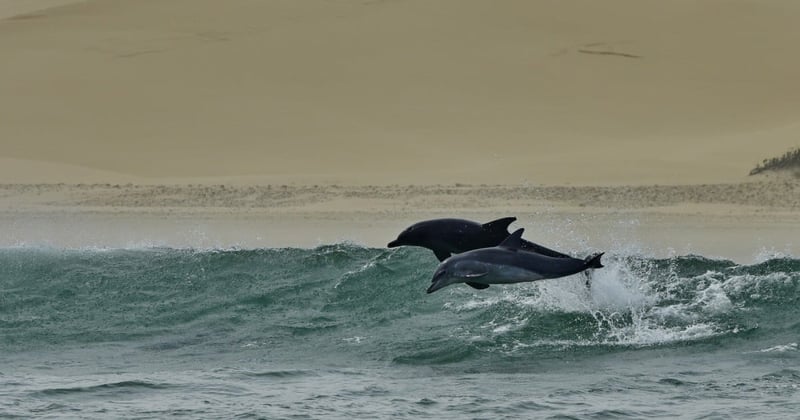 Two wild dolphins jumping out of the water
