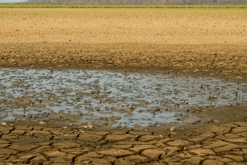 Pequena poça de água em meio à seca da Baía do Campo, onde peixes tentam sobreviver