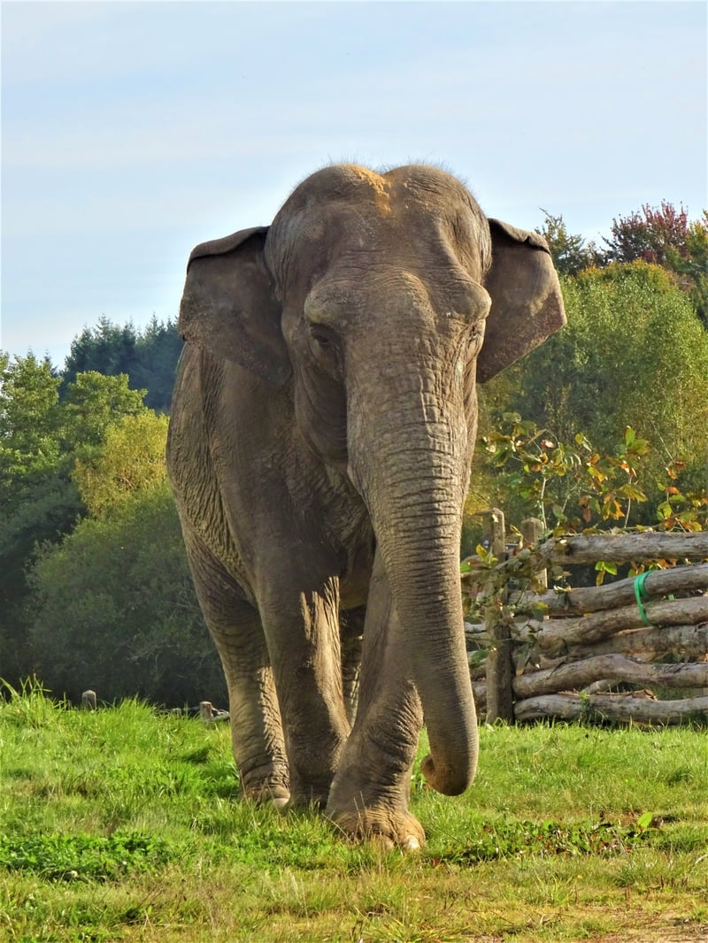 Gandhi er den første elefant, der er flyttet ind i Europas første elefantreservat, Elephant Haven