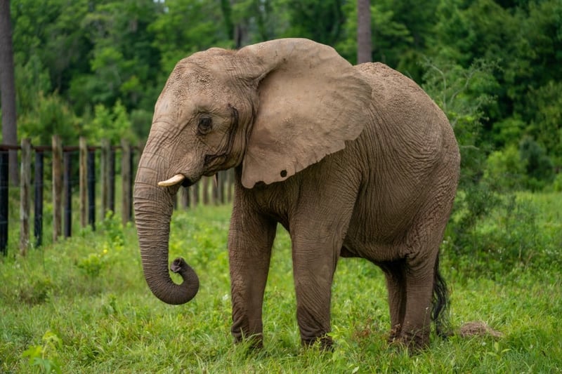 Mundi, uma elefanta savana africana, no santuário ERNA, na Geórgia.