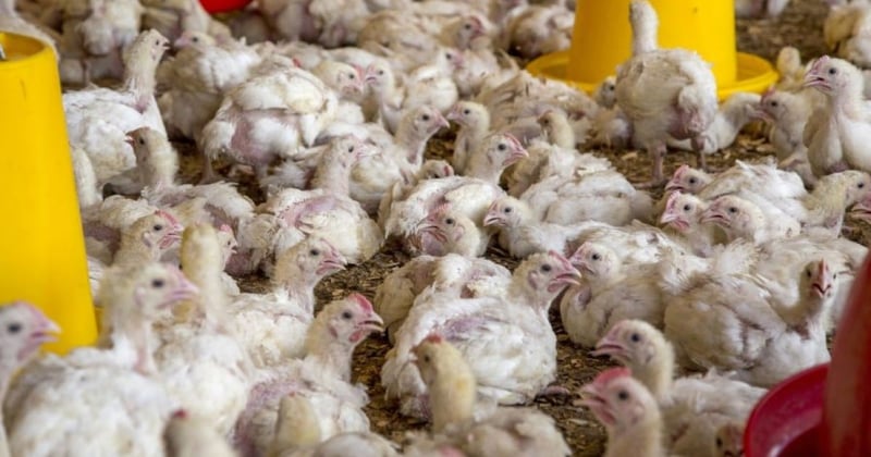 factory-farmed chickens