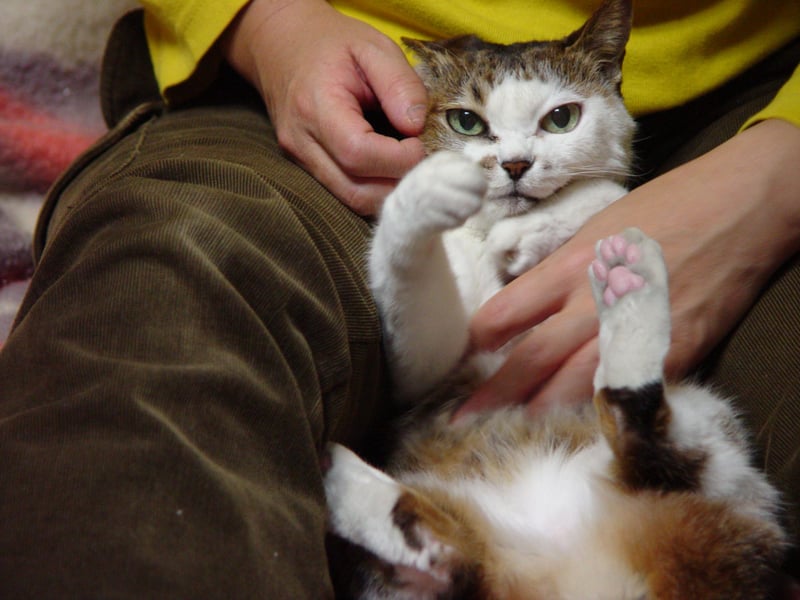 Gato deitado no colo do seu dono