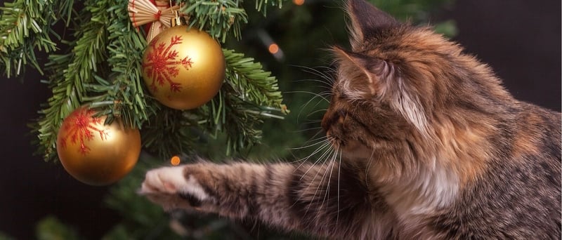 Gato brincando com enfeite pendurado em árvore de natal