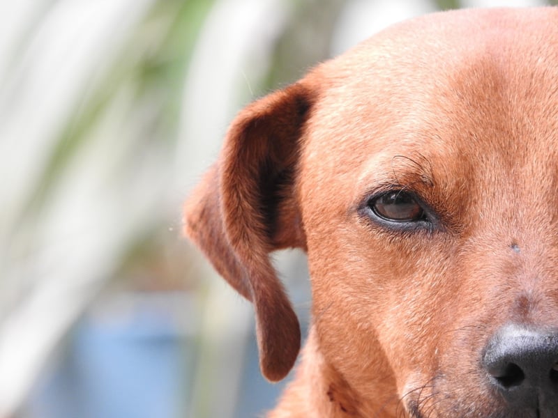 Metade do rosto de um cachorro caramelo, que está olhando para frente