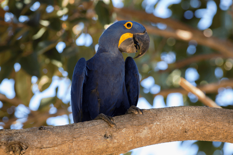 Arara-azul livre na natureza - Marcelo Barreiros - World Animal Protection - Animal silvestre não é pet