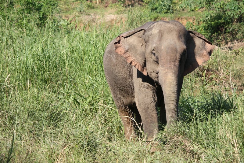 A wild Asian elephant in the grass - World Animal Protection - Wildlife. Not entertainers