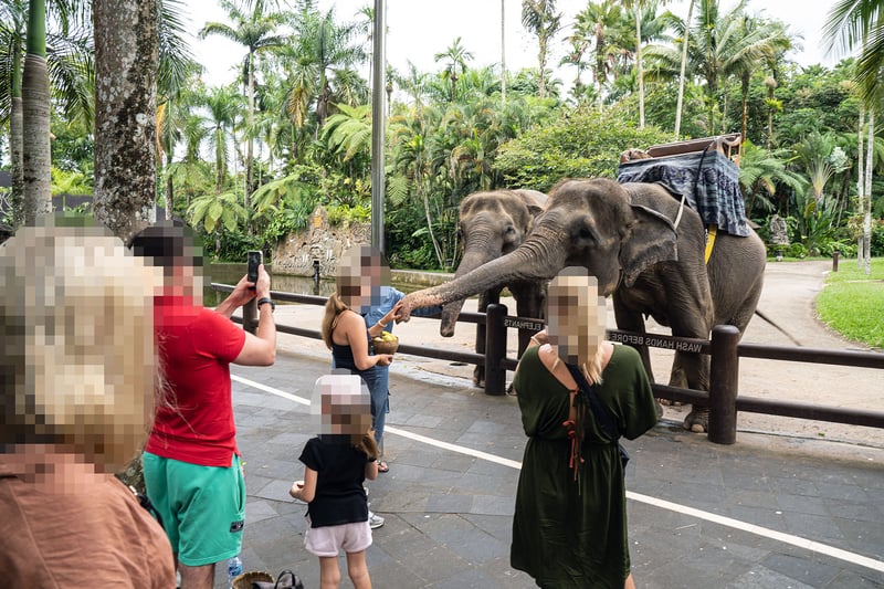 Two Asian elephants dressed in costume stand alongside a fence where they are pet and photographed by tourists in Bali.