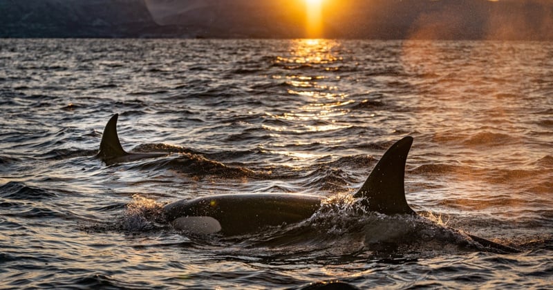 Two wild whales at sunset