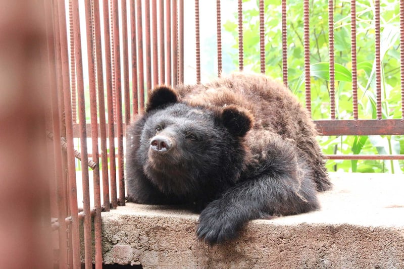 bear bile farm South Korea