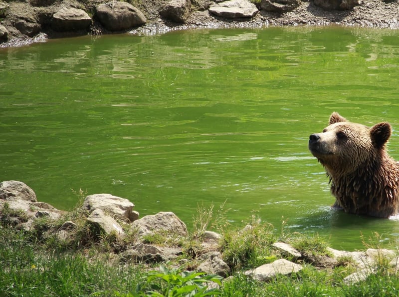 Bear at a sanctuary