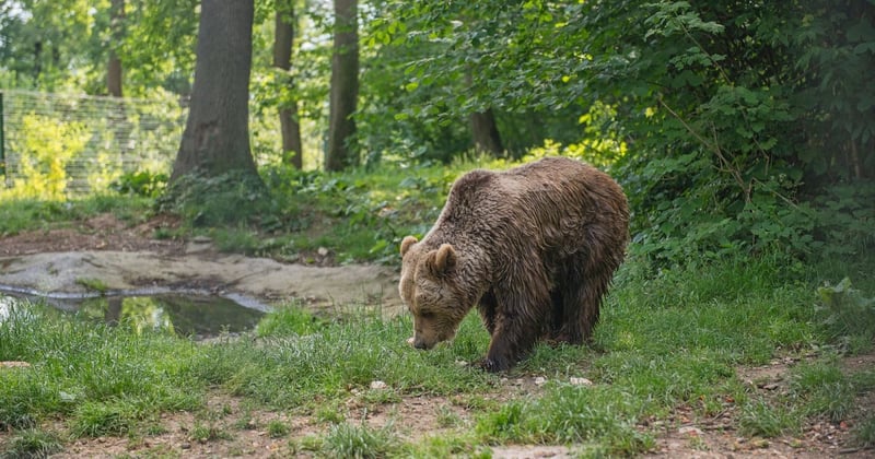 Bear, Romania